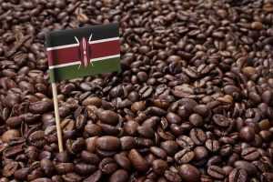 Кофе из Кении: виды и классификация